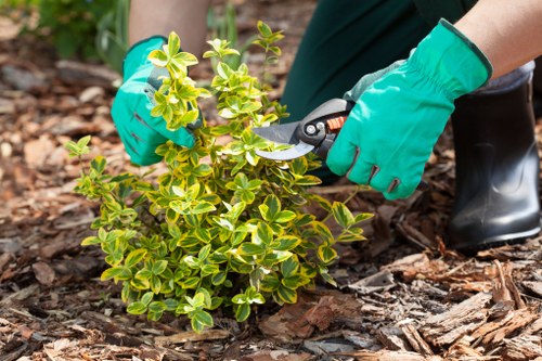 Close-up of hands pruning a shrub in a residential garden